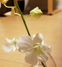 この花は何という名前ですか また 上の方のツボミが花を開かず落 Yahoo 知恵袋