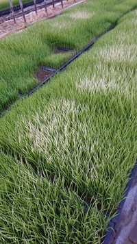 水稲の種まき、最近の苗箱一枚あたりの種籾の量を教えてください ...