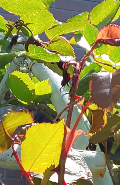 地植えのバラの新芽がちりちりになってしまいます 他の鉢の Yahoo 知恵袋