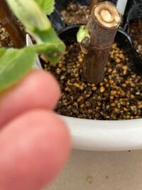 イチジク挿し木外に出しておいたら風で倒れて 新芽がポッキリ Yahoo 知恵袋