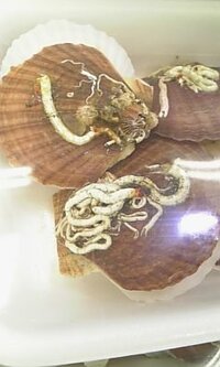 ホタテから変なの出てきたー この白くてひょろ長い物なーにー ヘアゴ Yahoo 知恵袋