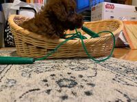 トイプードルの見分け方 マズルが短いタイプ テディベア Yahoo 知恵袋