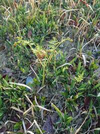 今朝みつけたのですが これはわらびですか ご存知の方 教えて下さい Yahoo 知恵袋