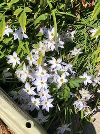 庭に生えてる花なのですが何という名前の花でしょう 植物に詳しい Yahoo 知恵袋