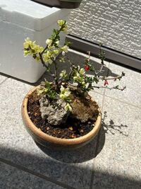 枯れた植木を復活させる方法はありますか ミニ盆栽 タニワタリ 早 Yahoo 知恵袋