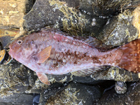 西伊豆の沖磯へ釣りに行きました そこで釣れた魚ですが 食べられる魚なのか Yahoo 知恵袋