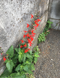 この花の名前はなんでしょうか 道端に咲いていました 大体30c Yahoo 知恵袋