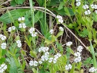 写真の白い花をsかせている野草の名前を教えてください 川の土手 Yahoo 知恵袋