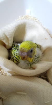 セキセイインコのルチノーのヒナをお迎えしました まだヒナの為性別な Yahoo 知恵袋