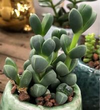 この多肉植物の名前を知りたいです どんなに調べても似たものが見つか Yahoo 知恵袋