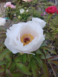 このお花の名前を教えてください 牡丹と芍薬は花で見分けるのは多分無 Yahoo 知恵袋