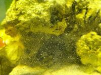 ウミケムシの駆除 最近 水槽内にウミケムシが大量発生しております つ Yahoo 知恵袋