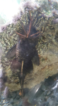 ゲーセンに居たブッシープレコなんですが 何ブッシーですか Yahoo 知恵袋