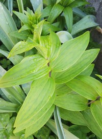 カサブランカの花が咲いたのですが 生え際から切ってしまってよいので Yahoo 知恵袋