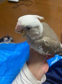 生後1ヶ月半のオカメインコの口周りについたカピカピの挿し餌は