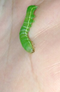 虫の名前を教えてください この幼虫の名前はなんでしょうか 山椒の葉にいま Yahoo 知恵袋