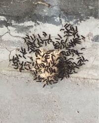 今ベランダに出たら何かの虫が生まれてました これ何の虫か分かり Yahoo 知恵袋