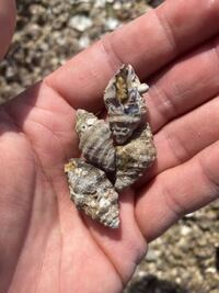 イボニシ貝とレイシ貝 下の写真の貝 を いつも塩ゆでにして食べて Yahoo 知恵袋