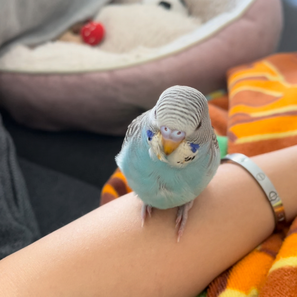 生後１ヶ月半のセキセイインコを1羽飼っています マルカンさんの保温電球 Yahoo 知恵袋