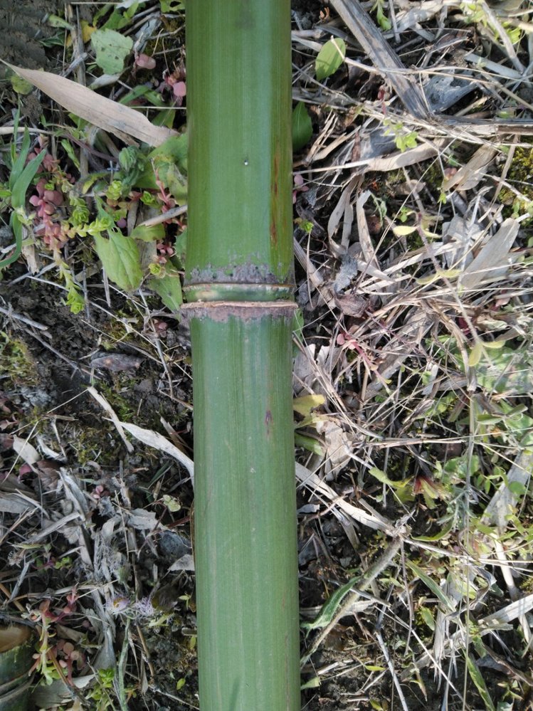 ハチクは蝋状物質で白っぽいのでマダケではないでしょうか