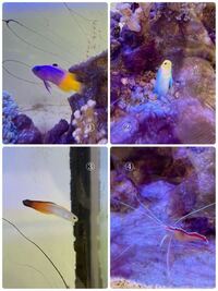 熱帯魚の名前を教えて下さい 調べても見つかりません 本を買いに行ったので Yahoo 知恵袋