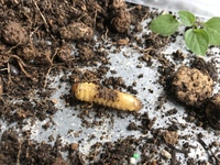 プランターから カブトムシの幼虫のような虫が出てきました 放っておい Yahoo 知恵袋