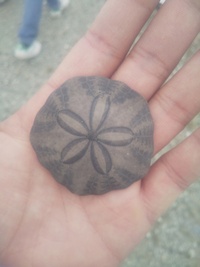 千葉県九十九里浜で拾ったものなのですがこれは貝殻ですか？なんなんでしょう。知ってる方教えてください 