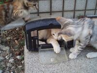 猫について質問です 以前この3びきの猫を飼っていました 3匹一 Yahoo 知恵袋
