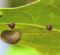 昆虫の種類 写真のカイガラムシのような虫について種類が分かる方 ご教 Yahoo 知恵袋
