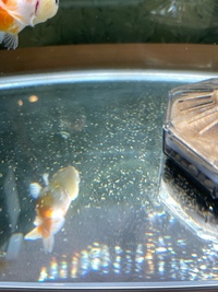 ここ最近 60cm水槽 金魚1匹 の底面に 写真のような物体 Yahoo 知恵袋