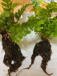 シダです これは完璧根腐れでしょうか 葉はすごく元気です Yahoo 知恵袋