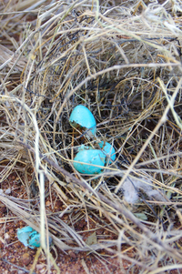 写真の鳥の卵は何の鳥の卵ですか 鳥の巣の中は卵の殻だけだ Yahoo 知恵袋