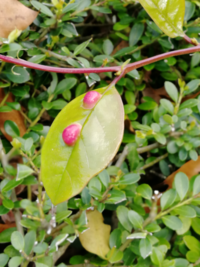 葉っぱに付いているピンクの豆みたいなのは何でしょうか 虫こぶだと Yahoo 知恵袋