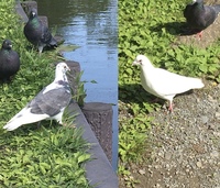 鳩に関する質問です 釣りができる公園に行ったところ 二匹の白い Yahoo 知恵袋