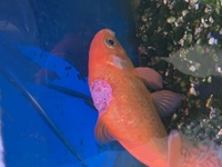 金魚って死んだらどんな姿になるんでしょうか 金魚って死んだら逆さにな Yahoo 知恵袋