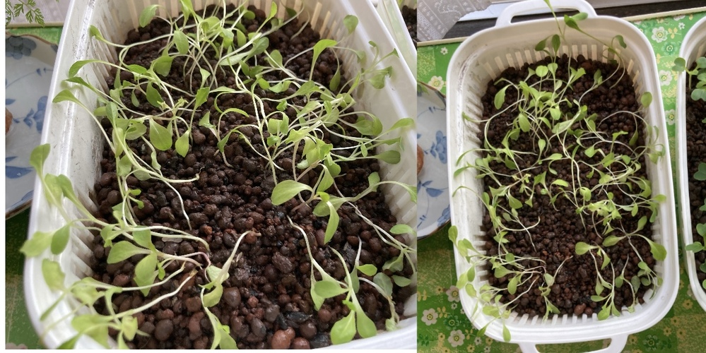 リーフレタスの水耕栽培についてお聞きしたいです ダイソー Yahoo 知恵袋