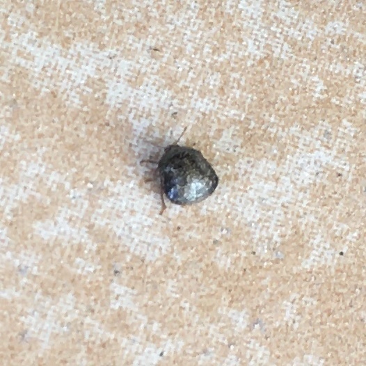 写真の虫は、何という虫でしょうか？ 色は暗めの銀色？、質感はメタリックな感じでした。 大きさは5mmくらいです。