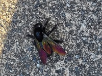 コレはハエでしょうか 初めて見たのですが体は真っ黒で羽は玉虫みたいな色を Yahoo 知恵袋