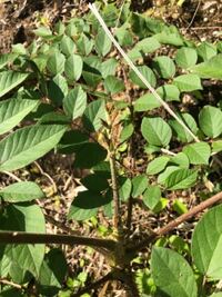 これはタラの芽ですか 茎に棘があるけど 葉っぱがタラの芽とは違う気がする Yahoo 知恵袋