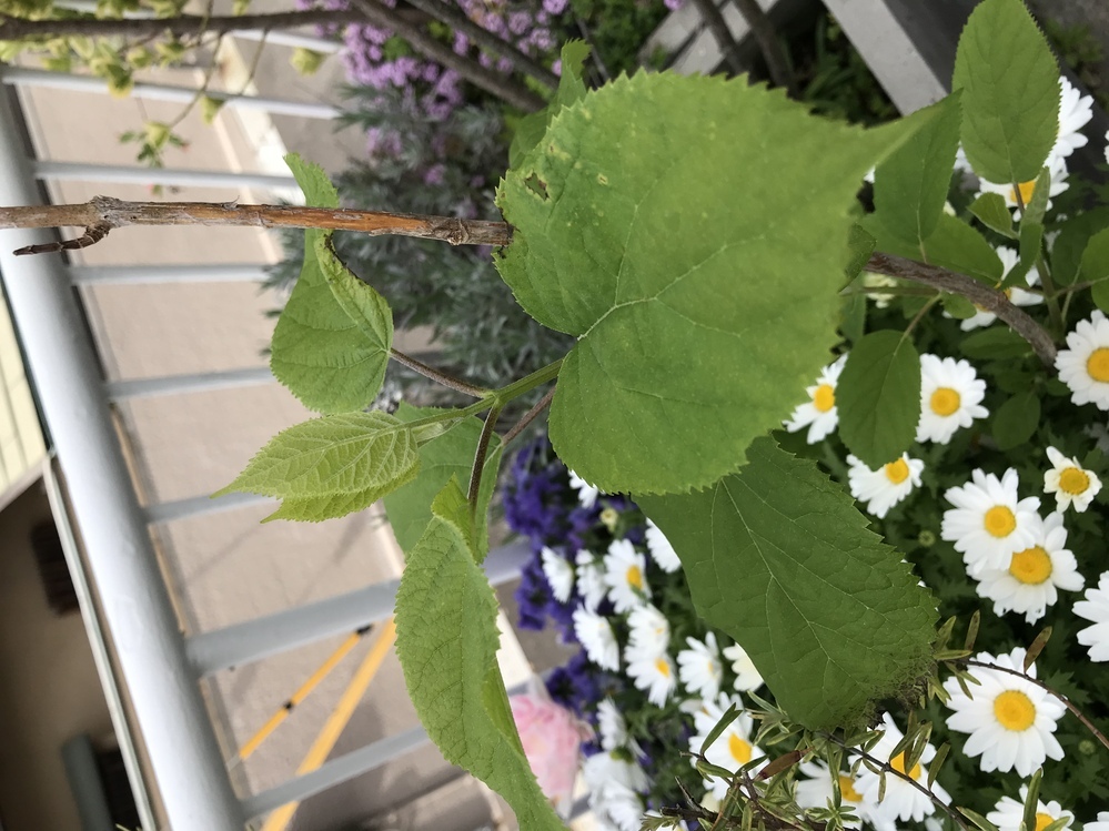 3月に植木屋さんに植えてもらったアナベルについてお聞きします ちょ Yahoo 知恵袋