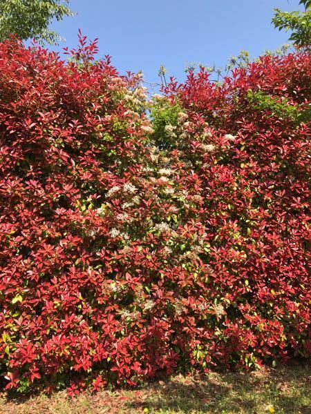 レッドロビン オスとかメスはありますか 花が咲くのと咲かな Yahoo 知恵袋