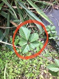 庭に生えてきた雑草の名前を教えてください 地下茎があるようで太い Yahoo 知恵袋