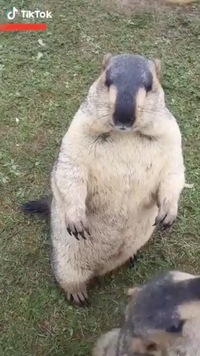 この動物は何ですか ヒマラヤマーモットですね ヒマラヤマ Yahoo 知恵袋