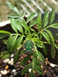 マリーゴールドが 葉っぱがだんご虫が食べてるのかどんどん枯れ Yahoo 知恵袋