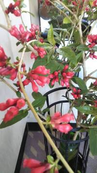 この花の名前を教えてください 花の付き方や葉の形からサルビアではなさそう Yahoo 知恵袋
