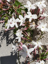 通勤途中の庭先に いい匂いのする花があり気になるので名前を知りたいです Yahoo 知恵袋