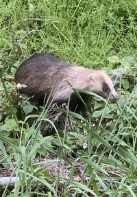 この動物何かわかる方いますか 狸っぽい感じがします ニホ Yahoo 知恵袋