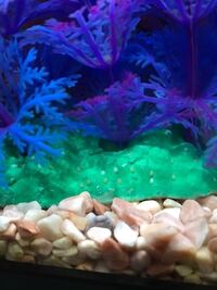 水槽に最近卵みたいなのが多くなってきましたが 何の卵かわかりま Yahoo 知恵袋