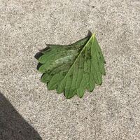 鉢植えのいちごを室内で育てていましたが すごく小さいダニみたい Yahoo 知恵袋