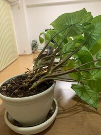 倒れてしまった観葉植物 窓際においてたら重さ で倒れてしまいま Yahoo 知恵袋